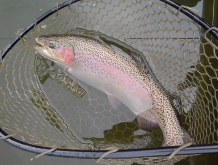 大安トラウトレイク 釣果